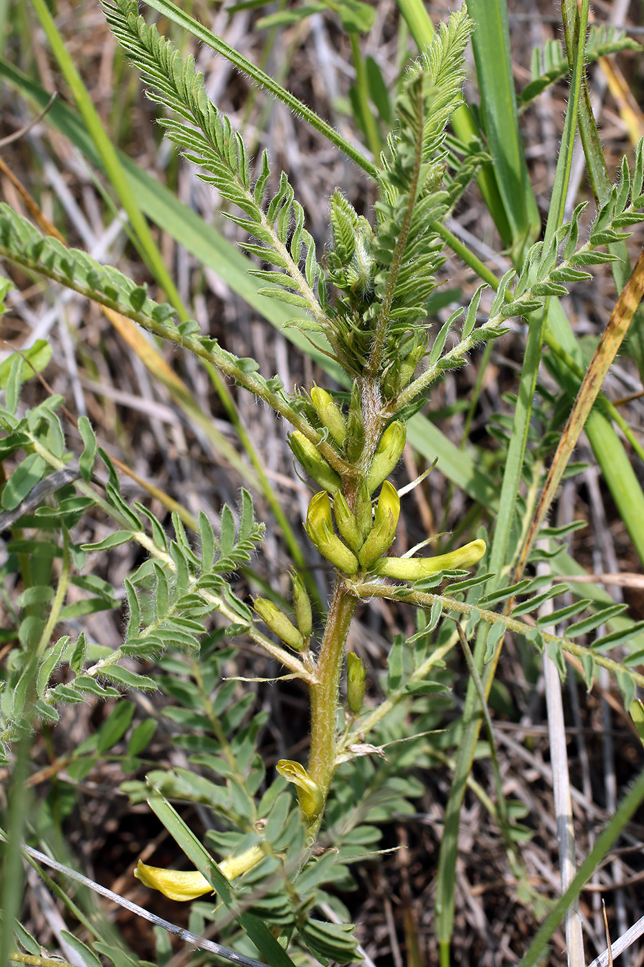 Изображение особи Astragalus turkestanus.