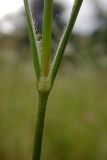 Dianthus armeria