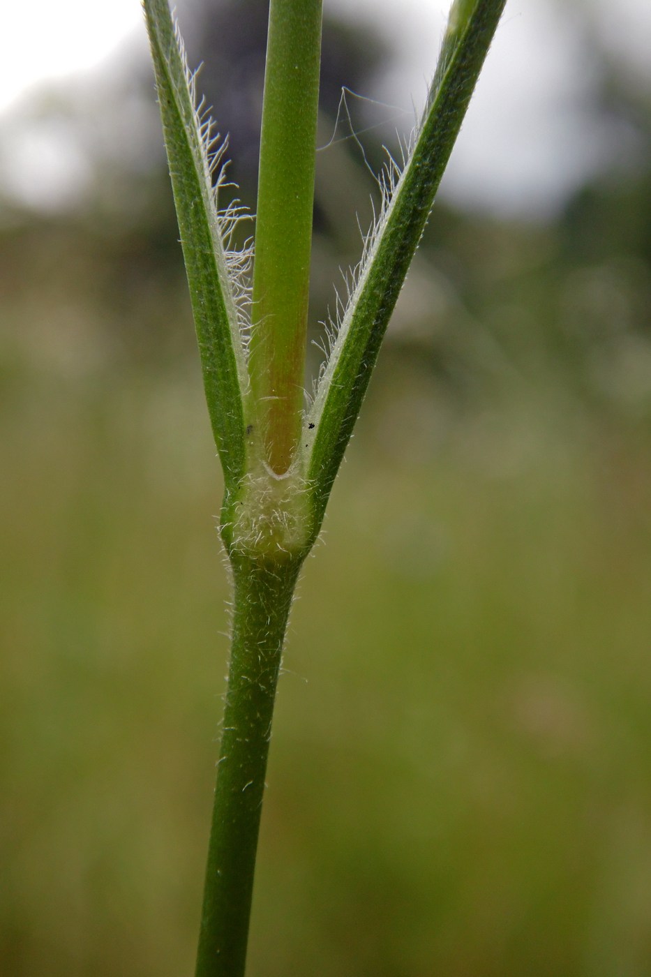 Image of Dianthus armeria specimen.