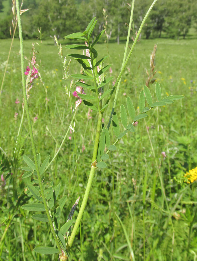 Image of Onobrychis sibirica specimen.