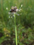 Allium caeruleum