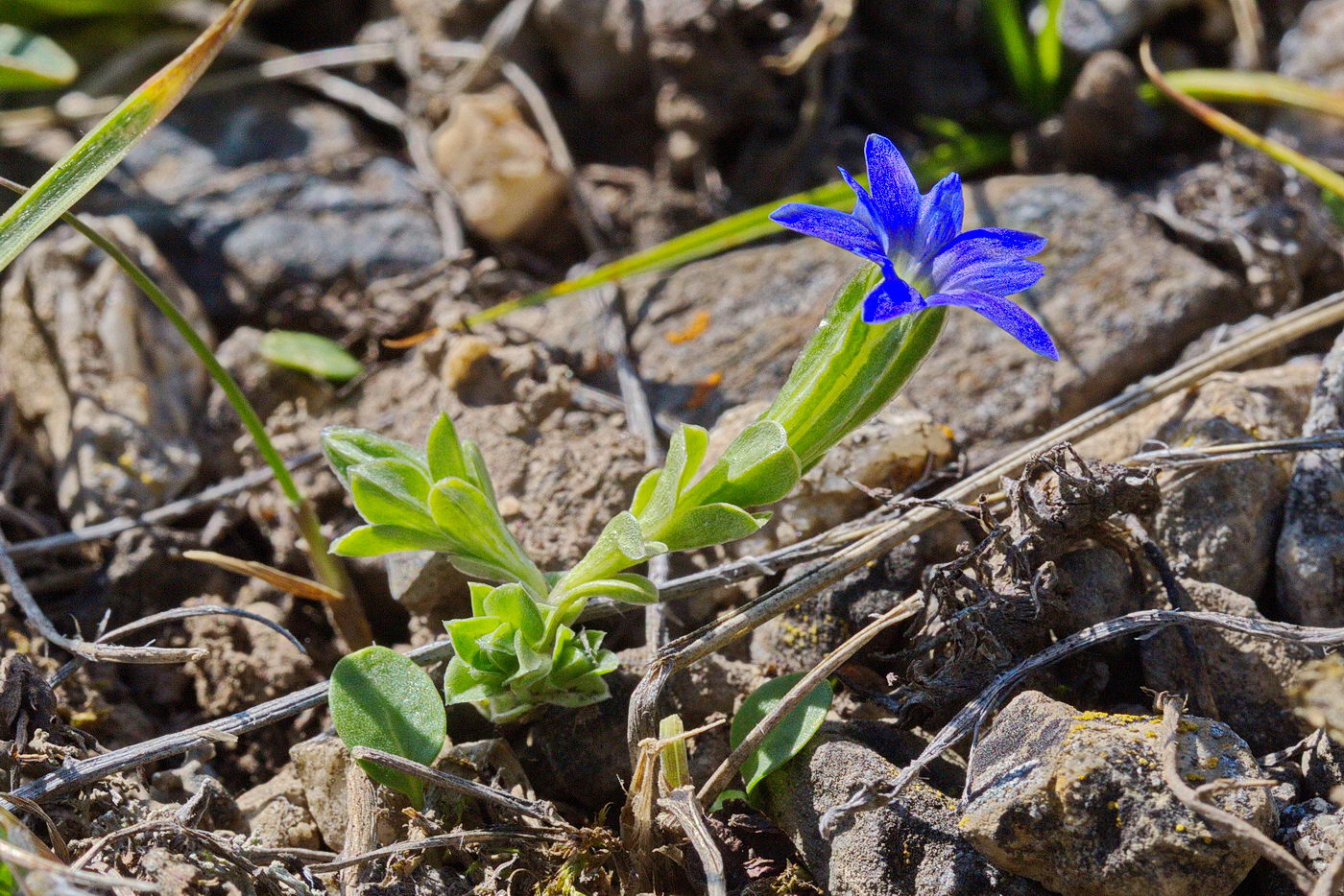 Изображение особи Gentiana karelinii.