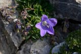 genus Campanula. Цветки. Карачаево-Черкесия, Урупский р-н, вершина горы Дженту, 2860 м н.у.м. 13.08.2017.