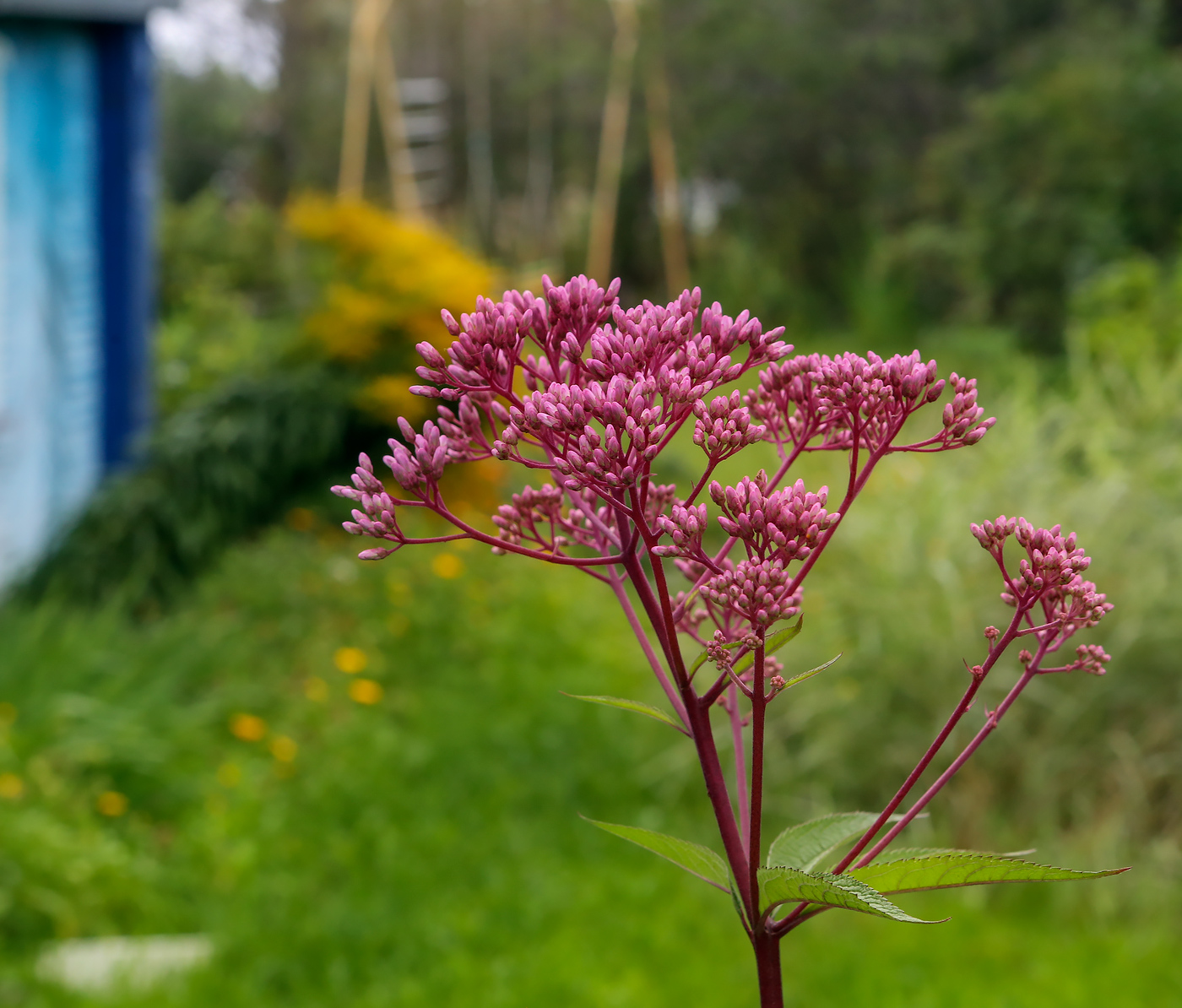 Image of Eupatorium purpureum specimen.