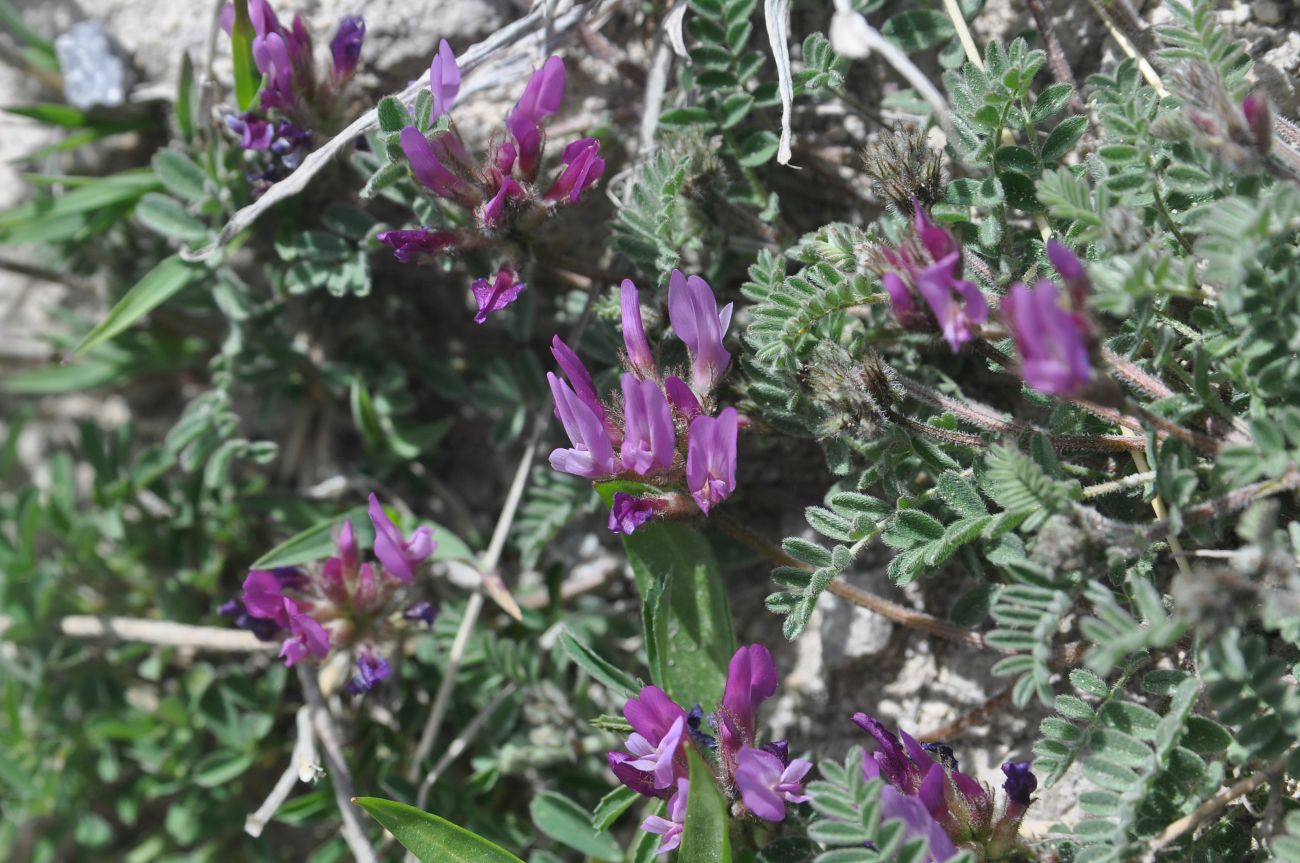 Image of genus Astragalus specimen.