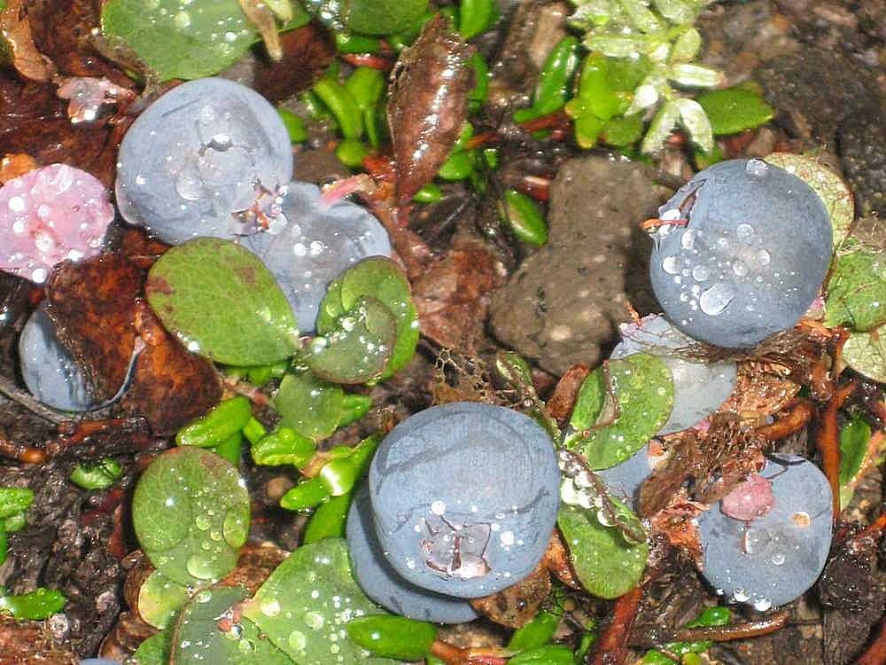 Image of Vaccinium vulcanorum specimen.