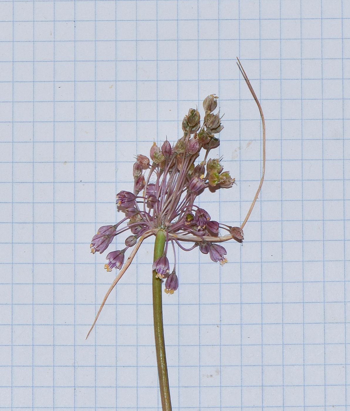 Image of Allium daninianum specimen.