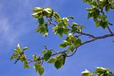 Populus laurifolia. Верхушка ветви с соплодиями. Алтай, Кош-Агачский р-н, долина р. Чаган-Узун, ≈ 1700 м н.у.м., пойменная терраса. 12.06.2019.