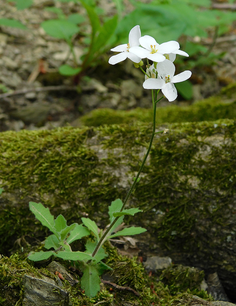 Image of Arabis caucasica specimen.