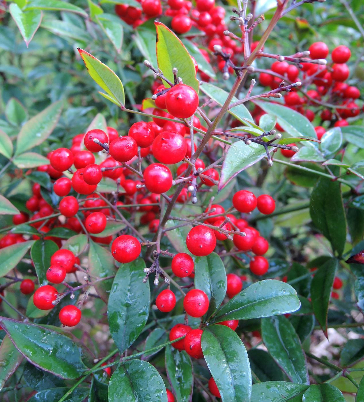 Изображение особи Nandina domestica.