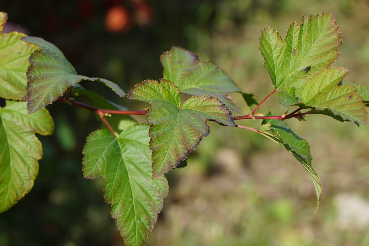 Изображение особи Physocarpus opulifolius.