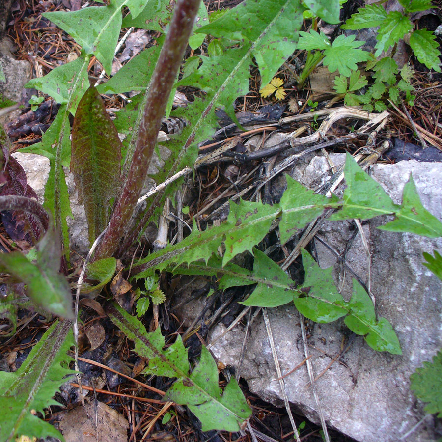 Изображение особи Taraxacum officinale.