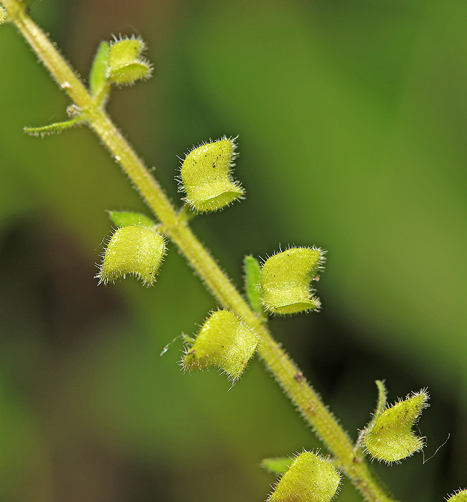 Image of Scutellaria pekinensis specimen.