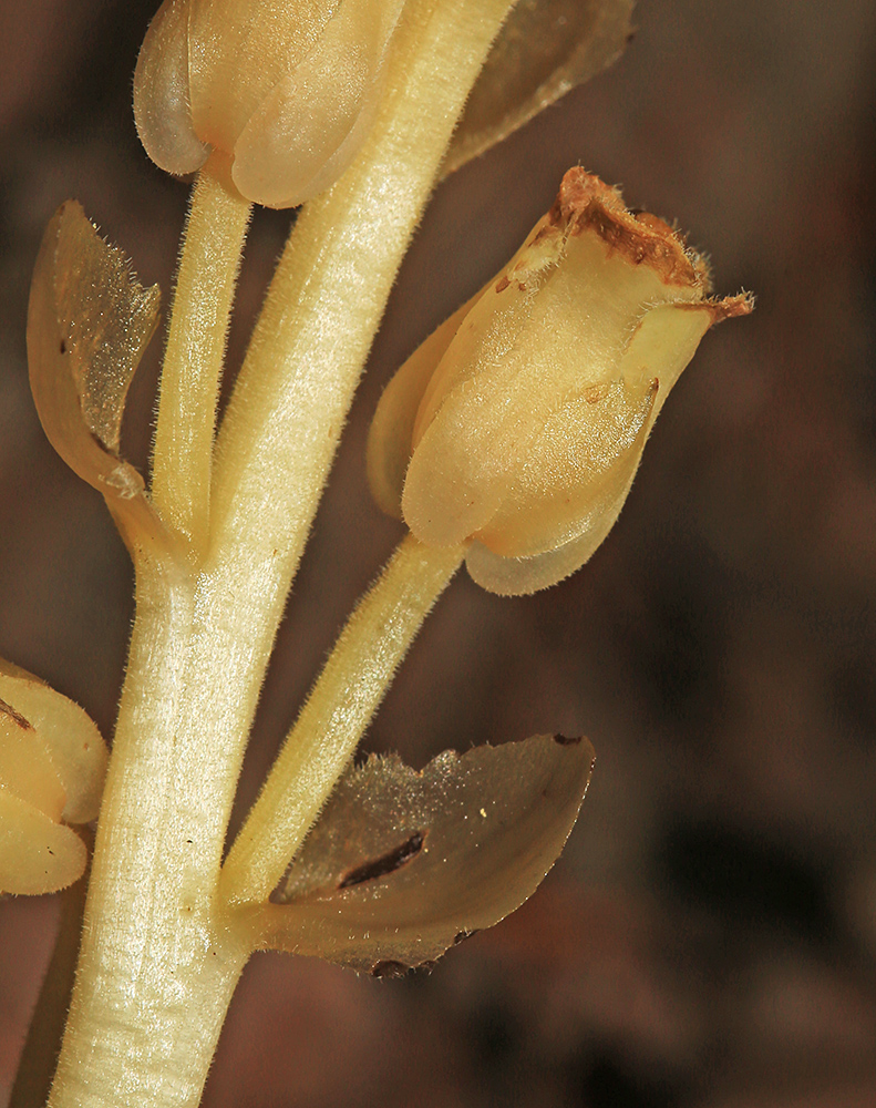 Изображение особи Hypopitys monotropa.