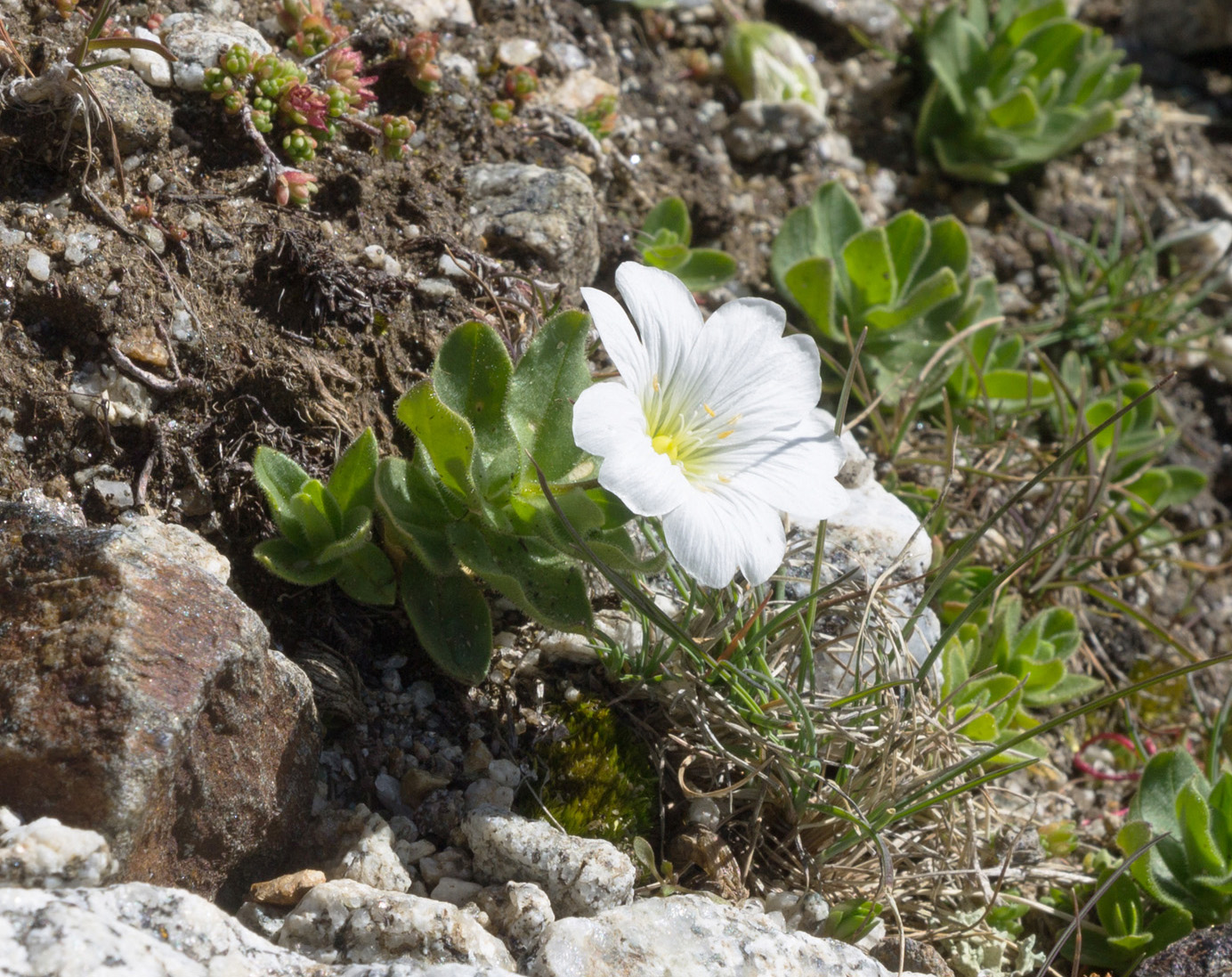 Изображение особи Cerastium undulatifolium.