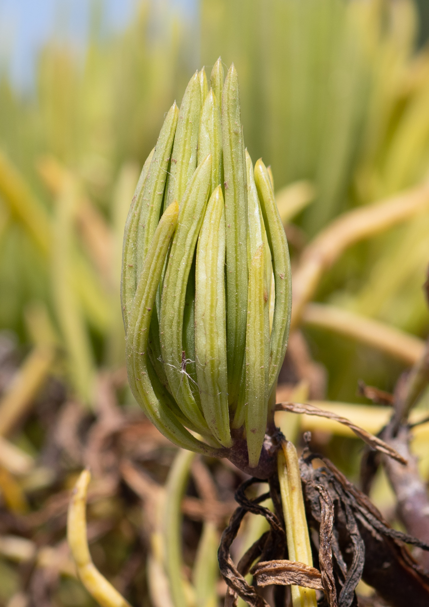 Image of genus Kleinia specimen.