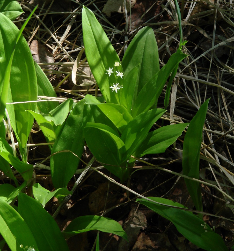 Image of Smilacina trifolia specimen.