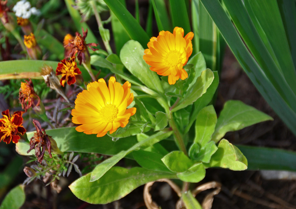 Изображение особи Calendula officinalis.