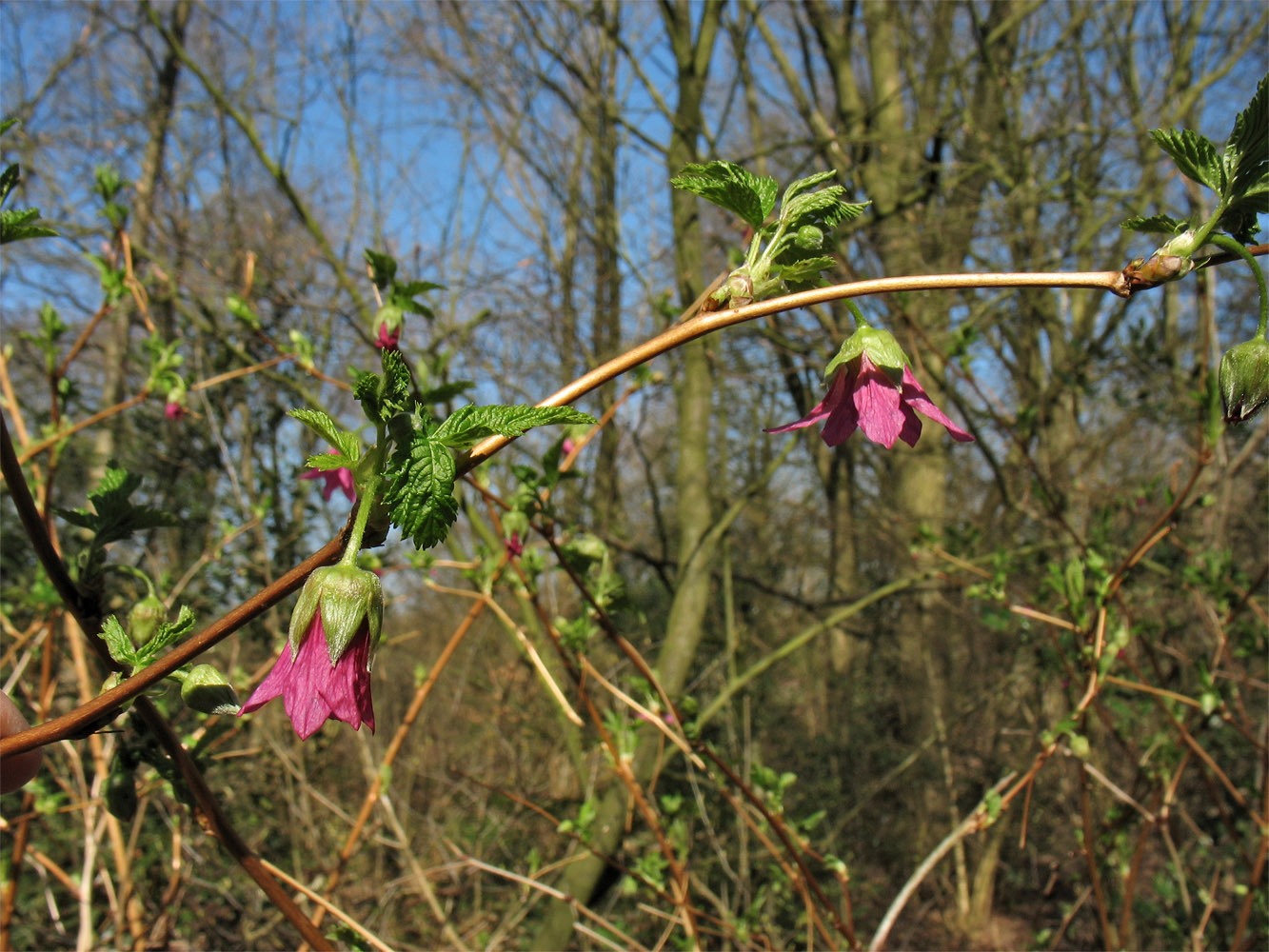 Изображение особи Rubus spectabilis.