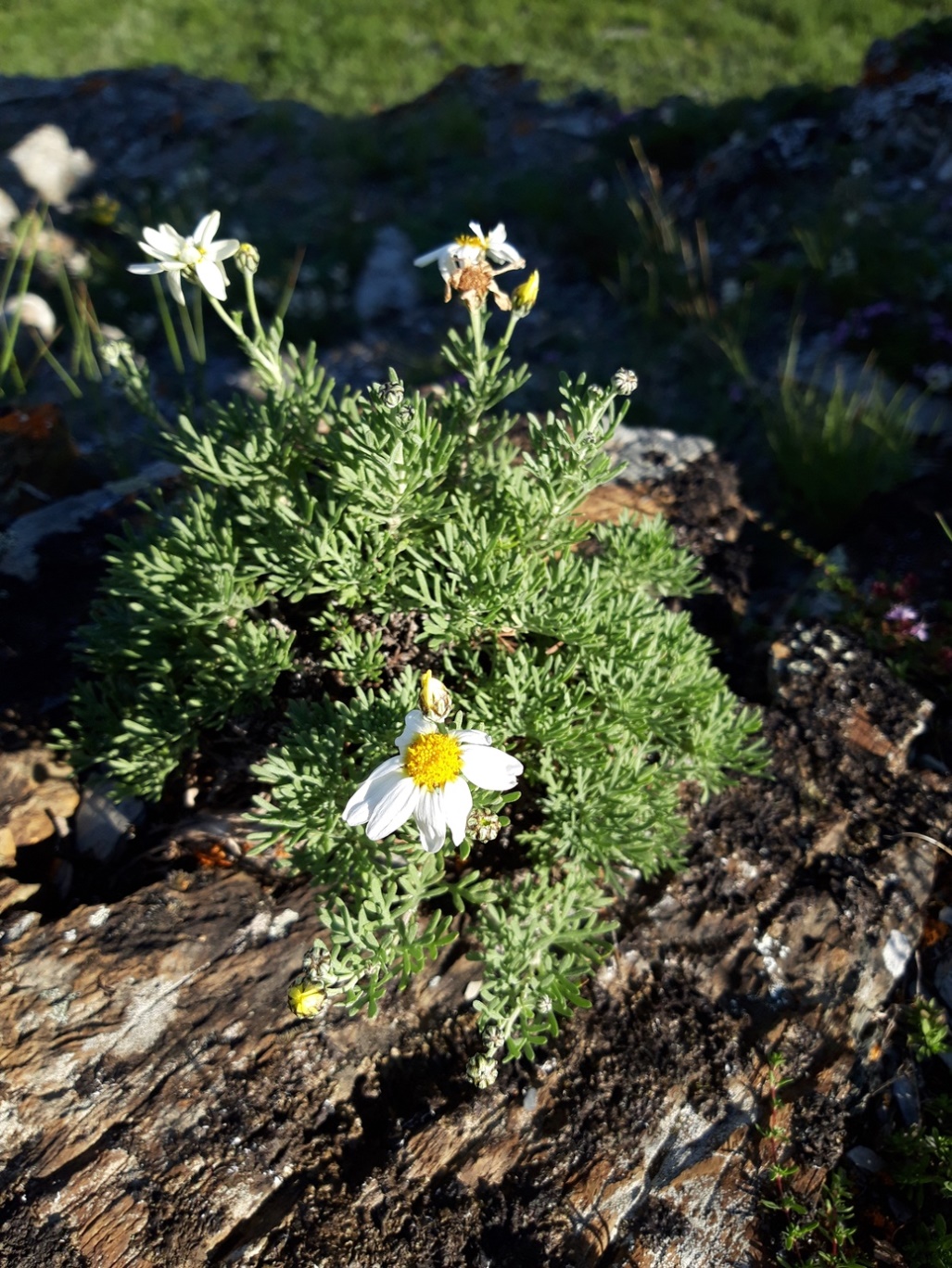 Image of Brachanthemum baranovii specimen.