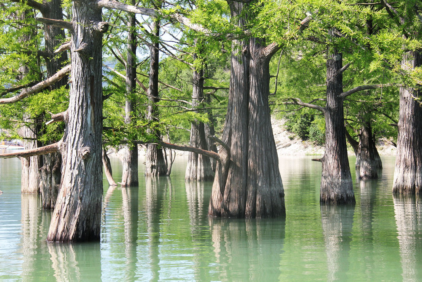 Изображение особи Taxodium distichum.