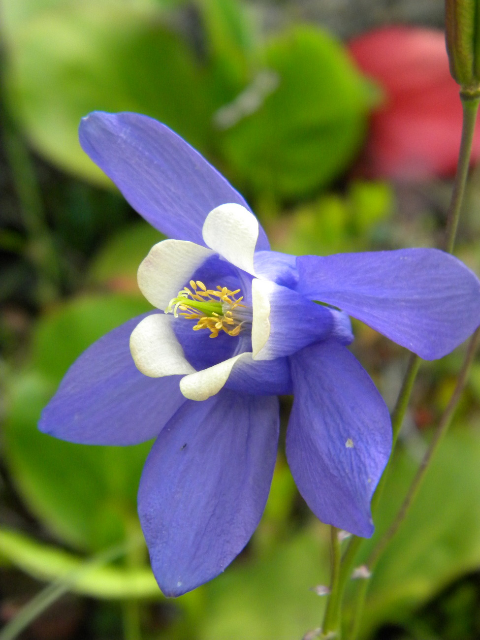 Image of Aquilegia sibirica specimen.