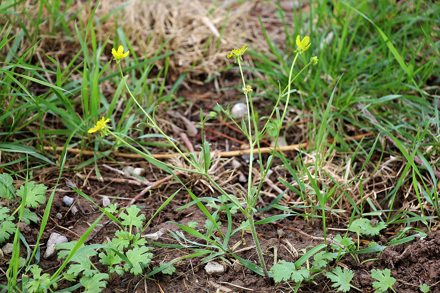 Image of Ranunculus oxyspermus specimen.