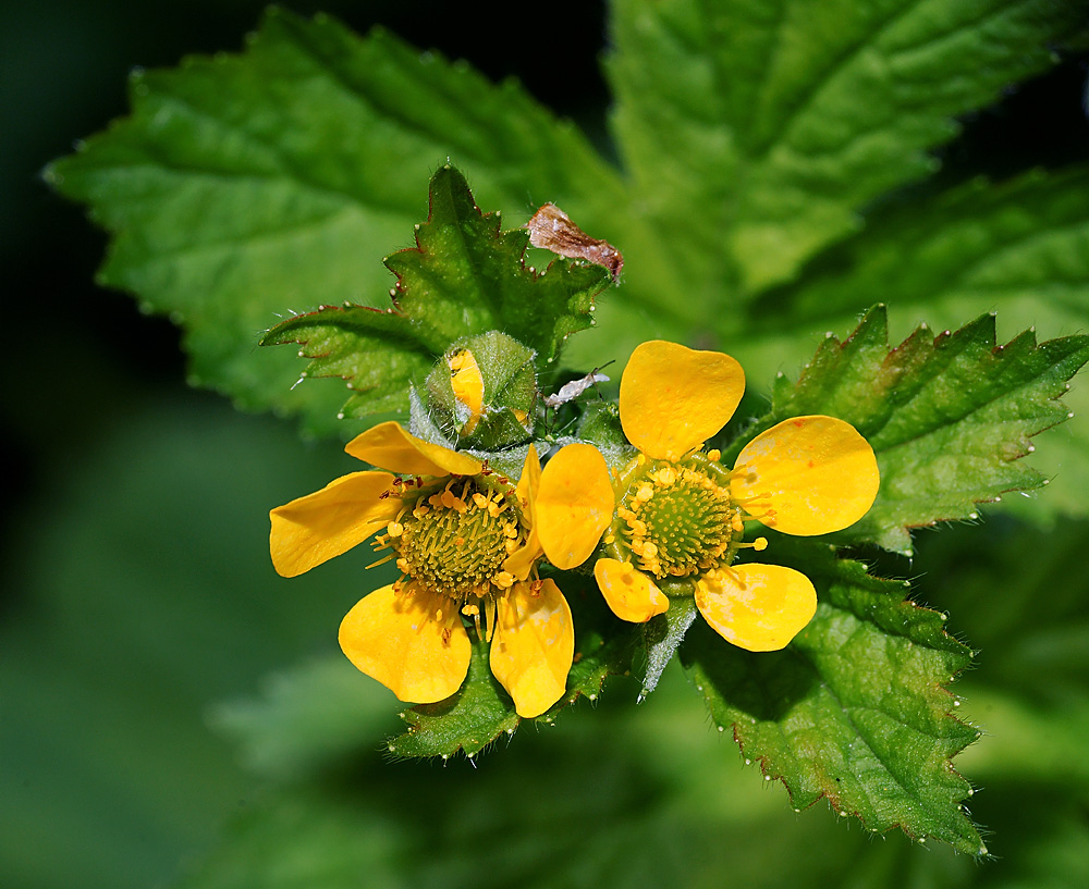 Image of Geum macrophyllum specimen.