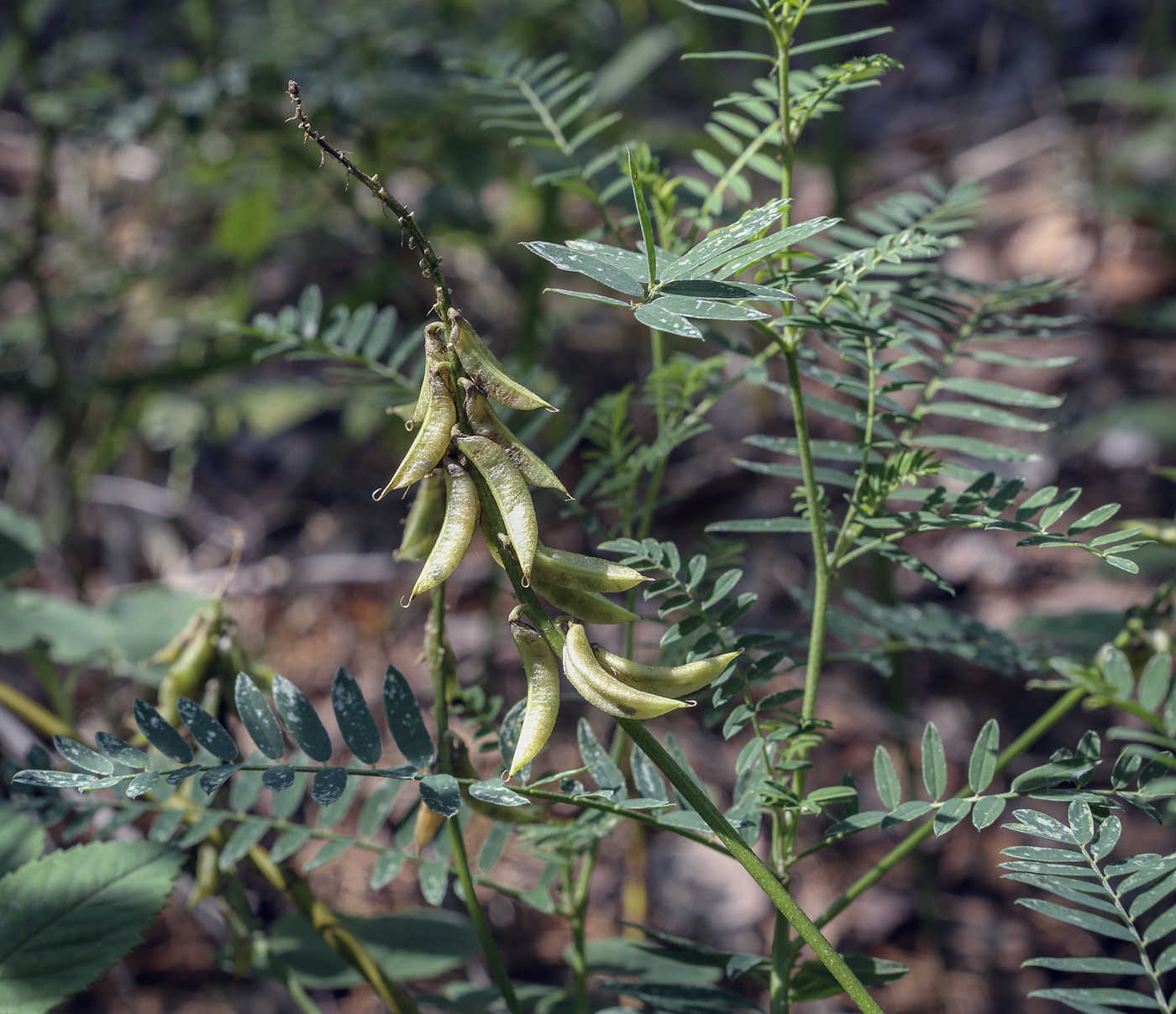 Изображение особи Astragalus falcatus.