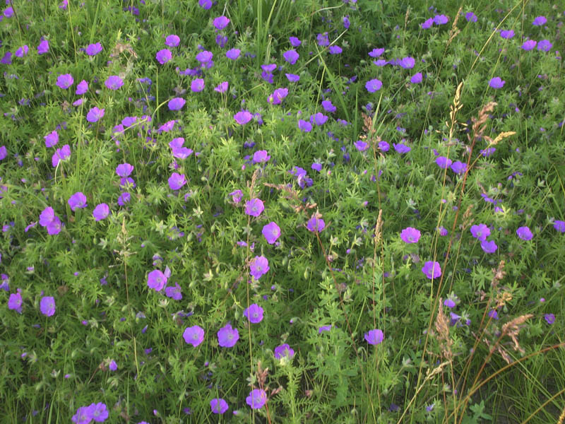 Изображение особи Geranium sanguineum.