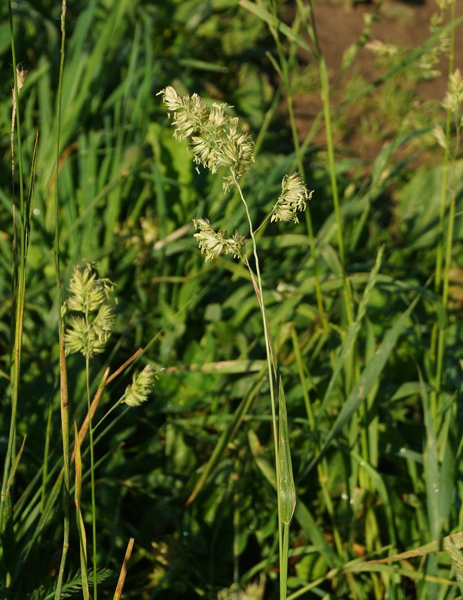 Изображение особи Dactylis glomerata.