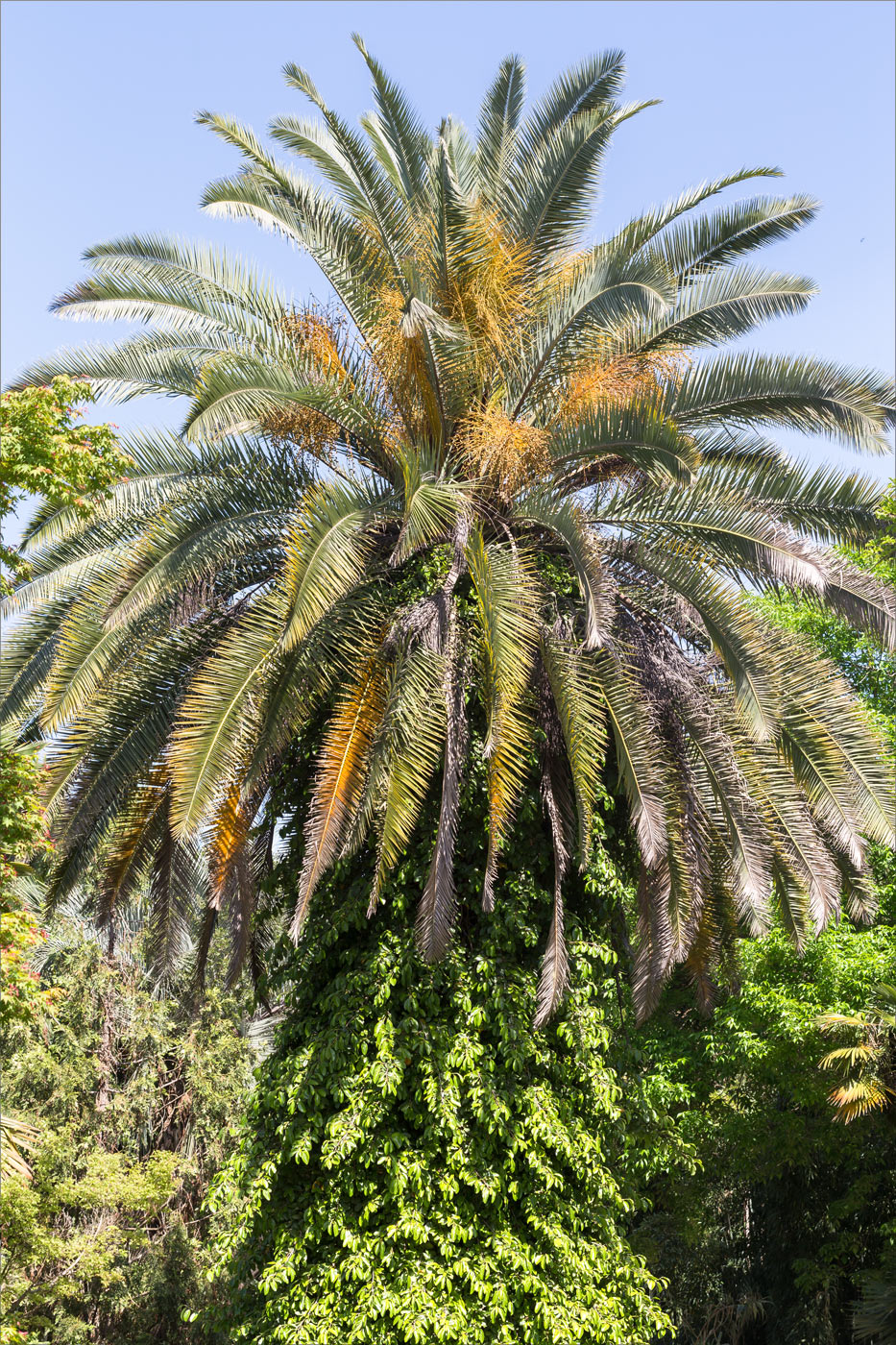 Image of Phoenix canariensis specimen.