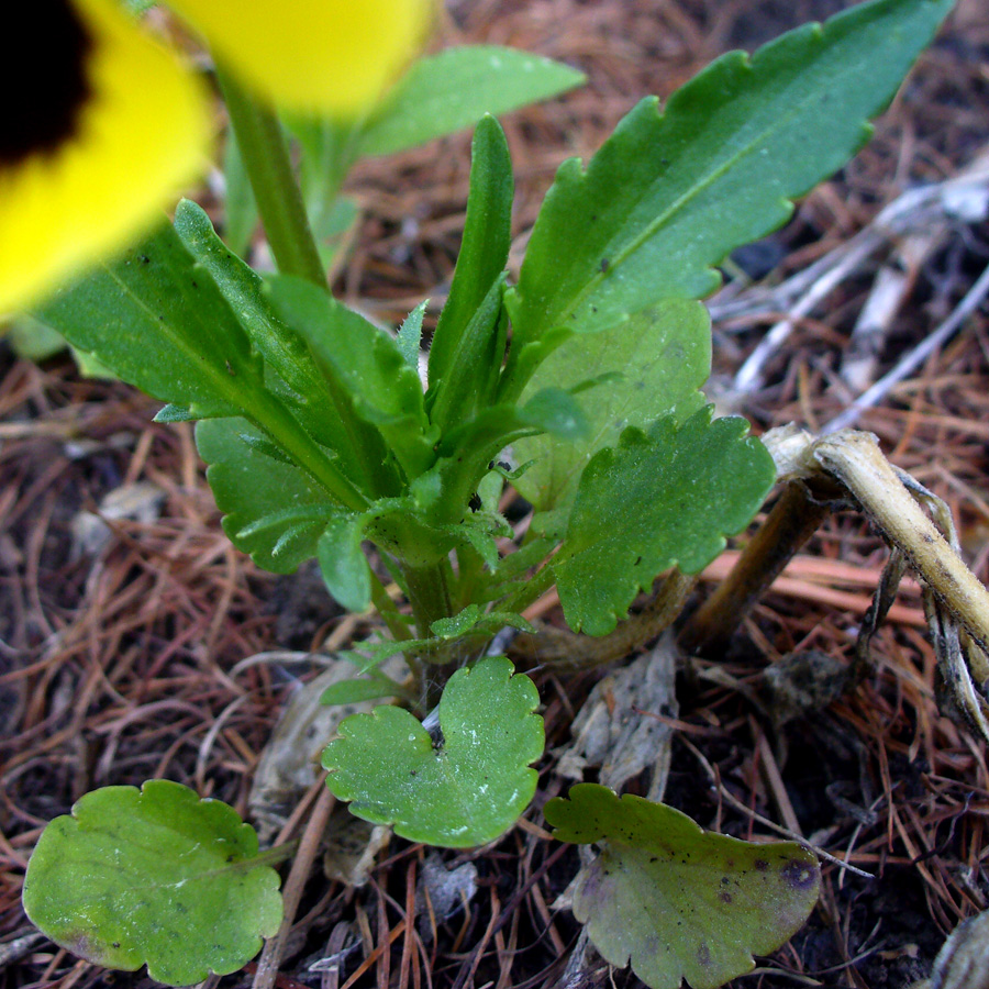 Image of Viola wittrockiana specimen.