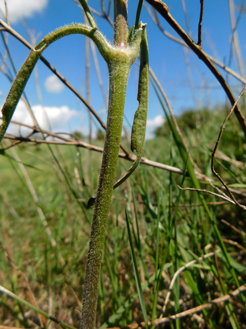 Image of Silene densiflora specimen.