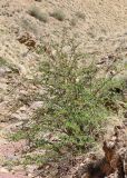 Cotoneaster melanocarpus. Цветущее растение. Алтай, Кош-Агачский р-н, 5 км СВ с. Кокоря, степная балка. 26 июня 2022 г.