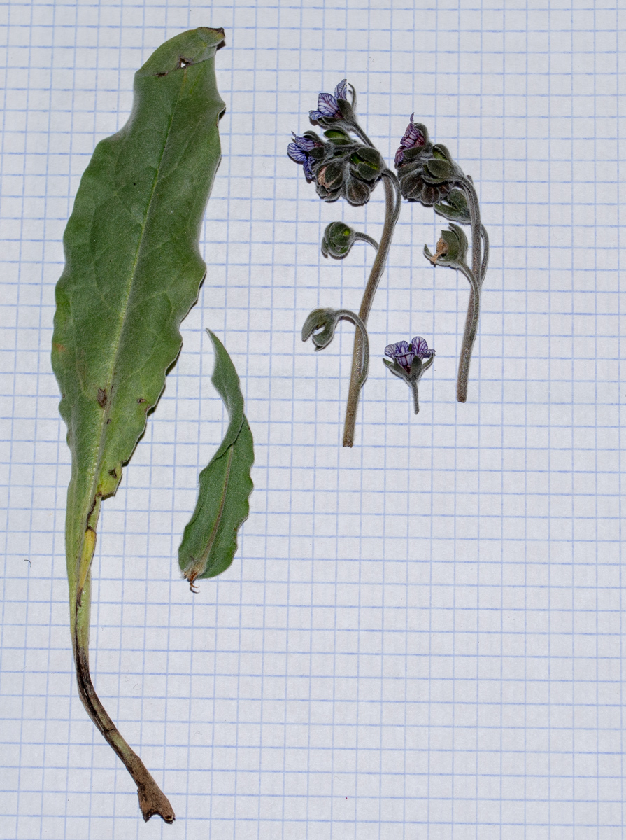 Image of Cynoglossum creticum specimen.