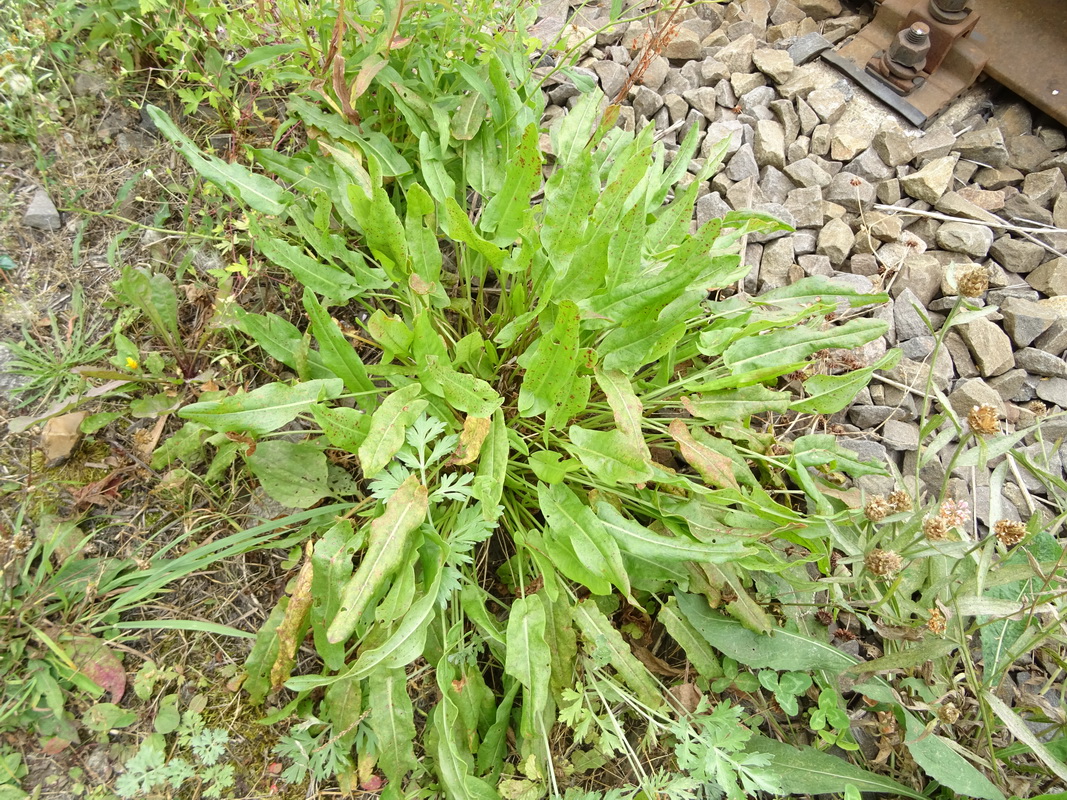 Image of Rumex acetosa specimen.