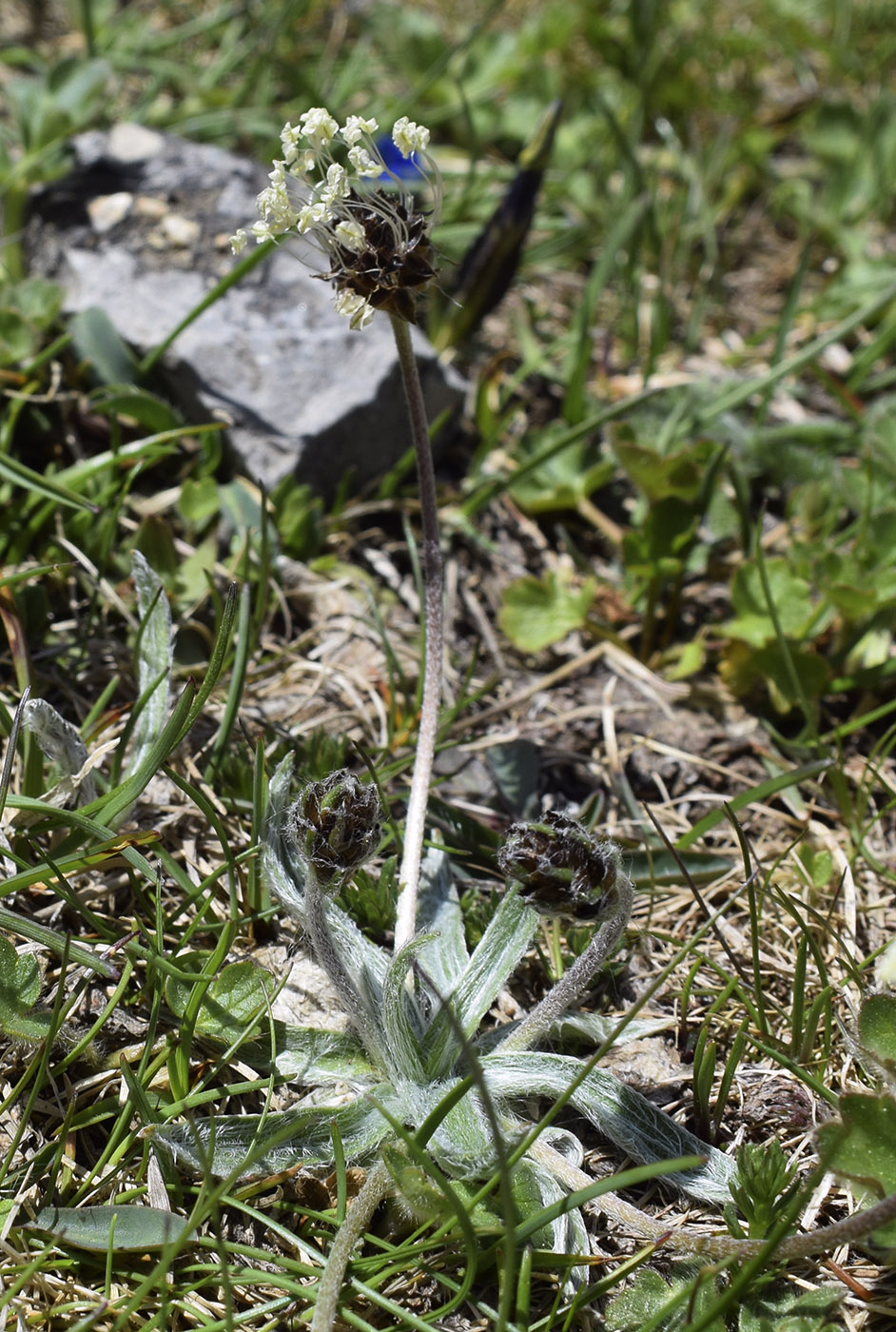 Изображение особи Plantago monosperma.