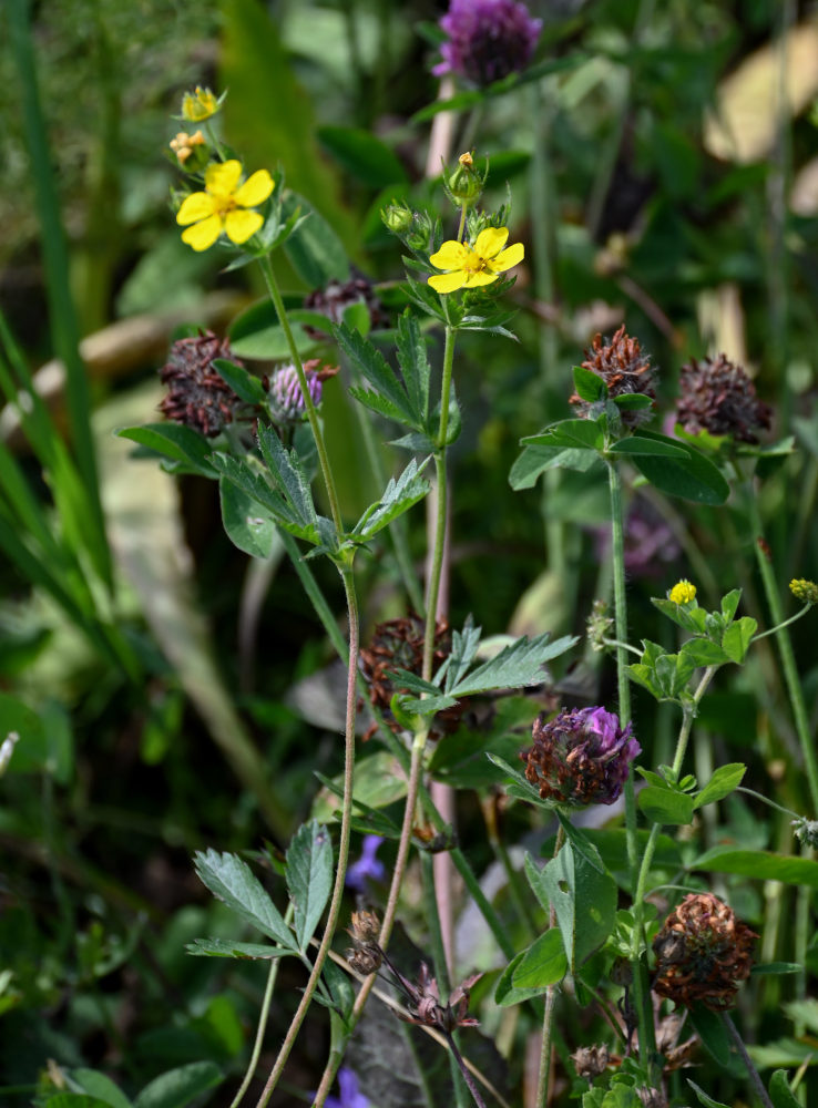 Изображение особи Potentilla asiatica.