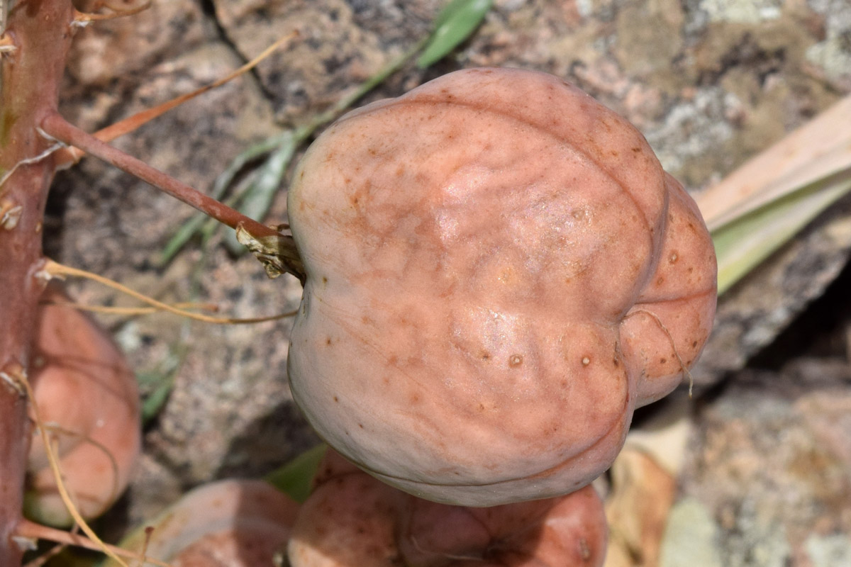 Image of Eremurus lactiflorus specimen.