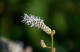 Sanguisorba tenuifolia. Соцветие. Курильские о-ва, о-в Кунашир, склон вулкана Головнина, ≈ 400 м н.у.м., окраина зарослей кустарников. 20.08.2022.