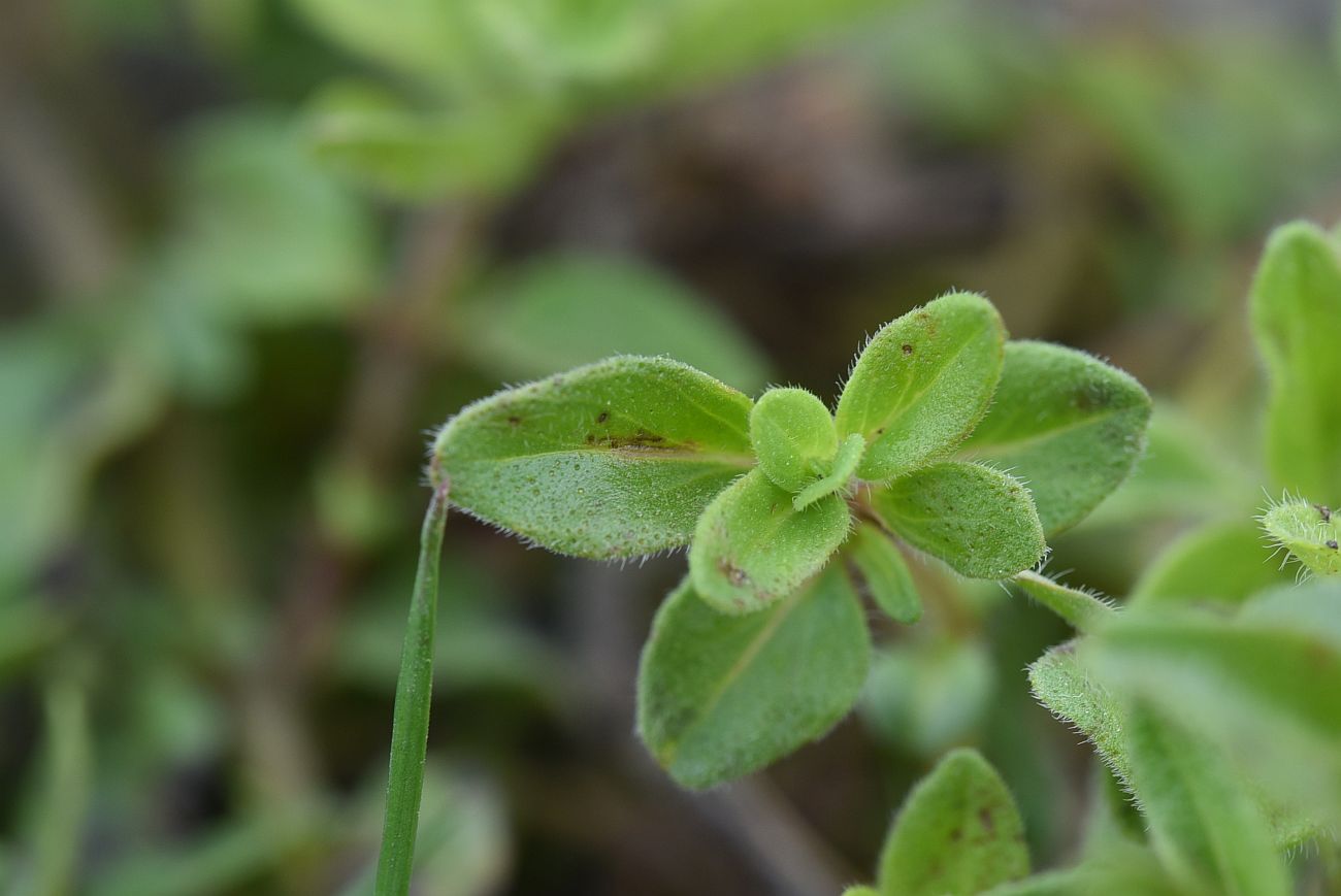 Изображение особи род Thymus.