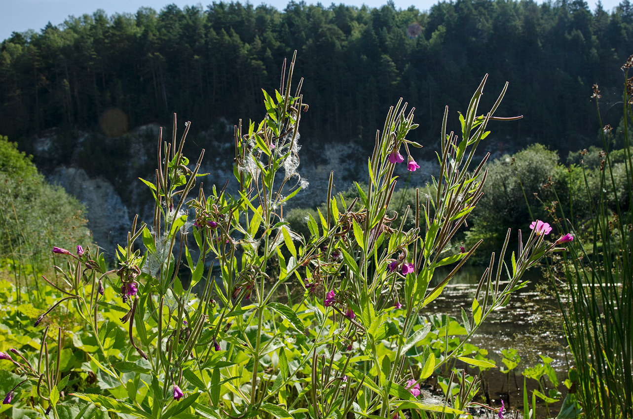 Изображение особи Epilobium hirsutum.