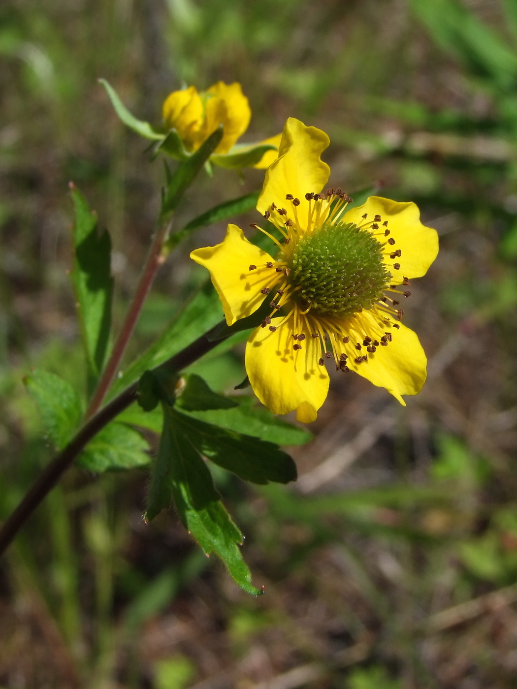 Image of Geum aleppicum specimen.