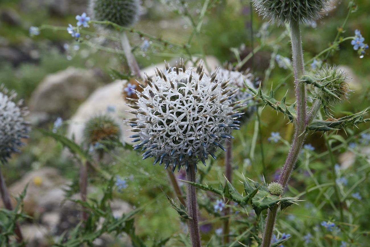 Изображение особи Echinops sphaerocephalus.