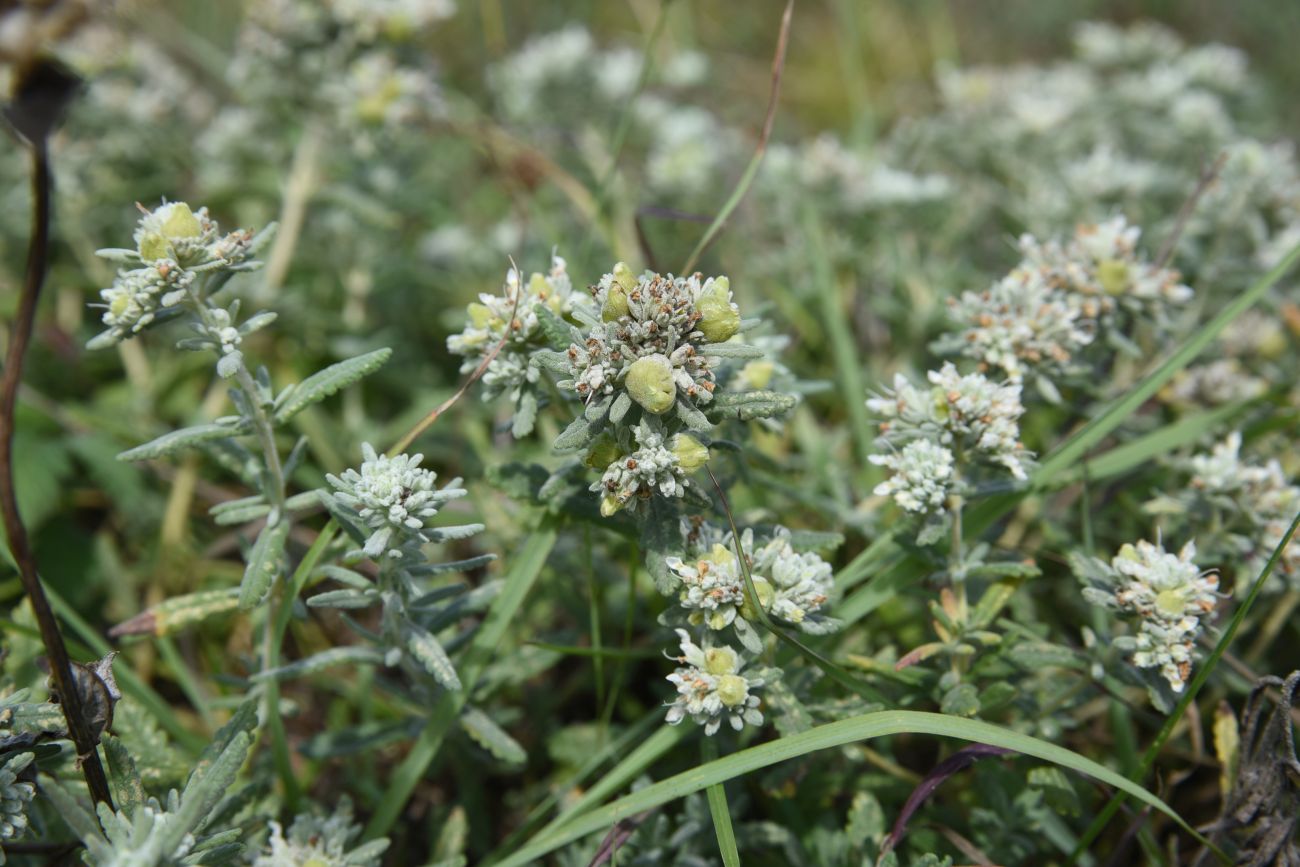 Изображение особи Teucrium capitatum.