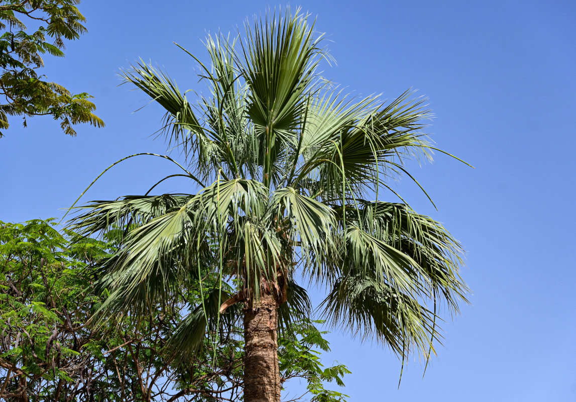 Изображение особи Washingtonia robusta.