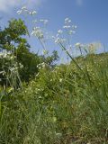 Galium biebersteinii