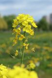 Brassica campestris. Соцветие с цветками и завязями. Санкт-Петербург, Фрунзенский р-н, Исфаханский сквер у парка \"Яблоневый сад\", нарушенный участок газона. 14.05.2023.