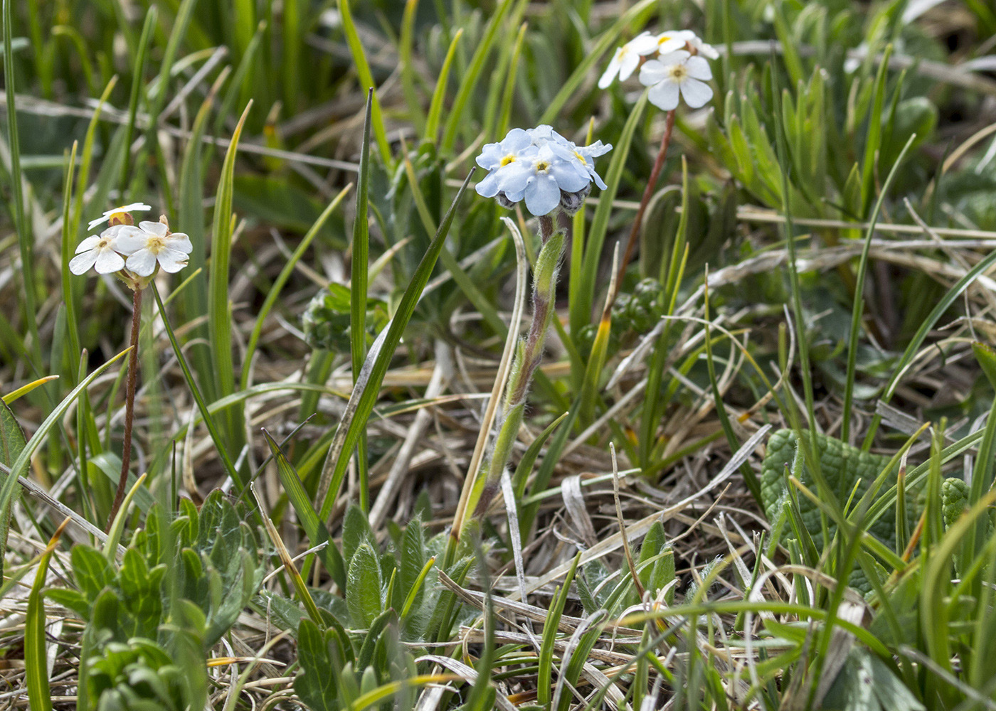 Изображение особи род Myosotis.